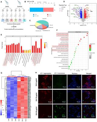 TMT-Based Quantitative Proteomics Analysis Reveals the Panoramic Pharmacological Molecular Mechanism of β-Elemonic Acid Inhibition of Colorectal Cancer